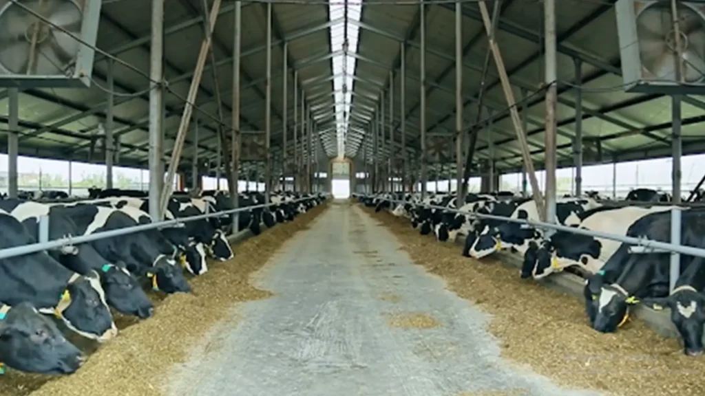 Animals need vast spaces and tons of crops for feed